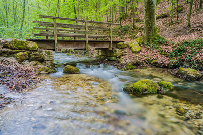 Bridge over stream in forest