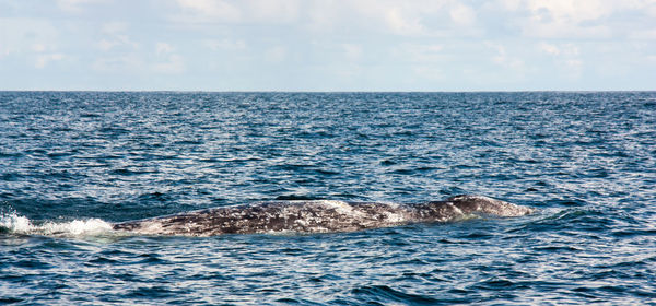 Whale swimming in sea