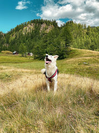 Dogs running on grassy field against sky