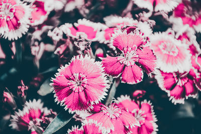 Close-up of pink flowers blooming outdoors