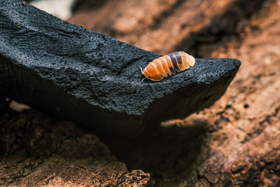 Close-up of snail