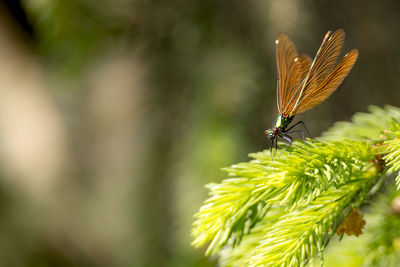 Bronze splendor dragonfly sits on a branch against blurred brown background with copy space