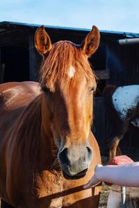 Close-up of horse in stable