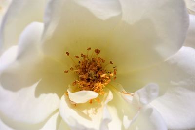 Close-up of white flower blooming outdoors