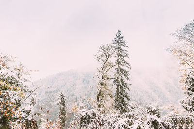Low angle view of trees against sky