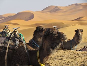 Horses in a desert