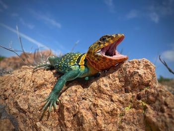 Close-up of lizard on rock