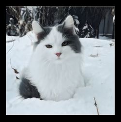 Portrait of white cat on snow