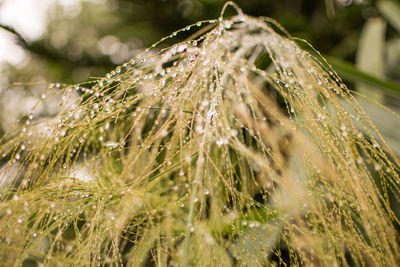 Close-up of raindrops on grass