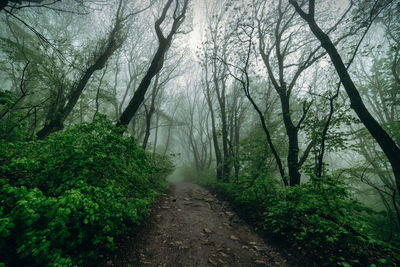 Road amidst trees in forest