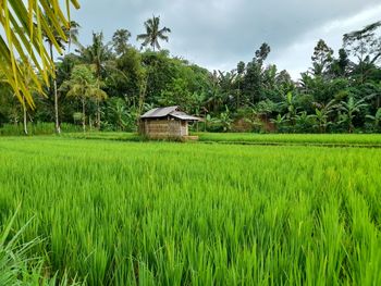 This is the atmosphere of my village which is full of rice fields