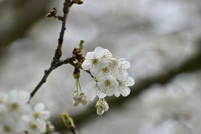 Close-up of white cherry blossom tree