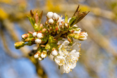 Close-up of cherry blossoms in spring