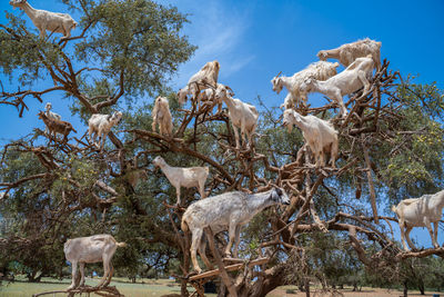 Argan trees and the goats in morocco.