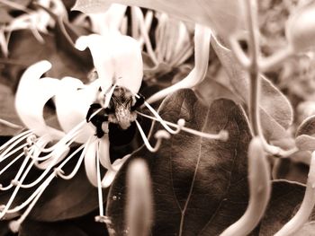 Close-up of bee on flower