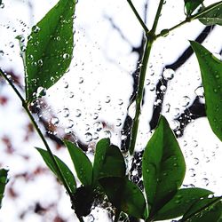 Close-up of leaves