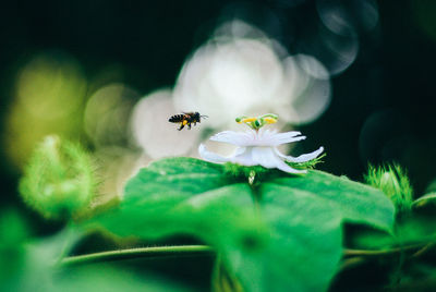 Close-up of bee flying over white flower