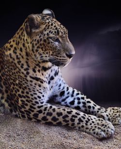 Endangered - sri lankan leopard 