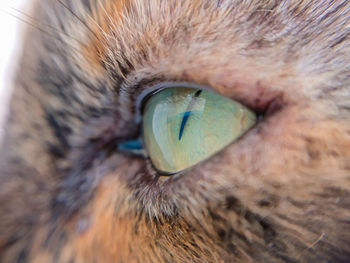 Close-up of cat eye