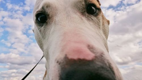 Close-up portrait of dog against sky