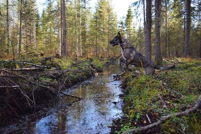 Dog in forest against sky