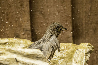 Close-up side view of a bird