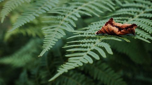 Close-up of crab on plant