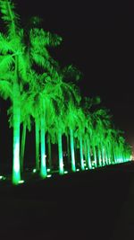 Close-up of illuminated tree at night