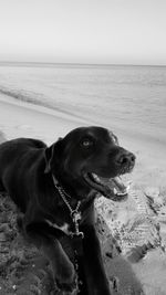 Dog standing on beach