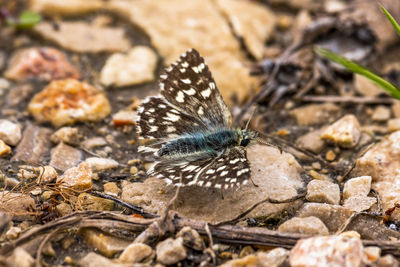 Close-up of butterfly on rock