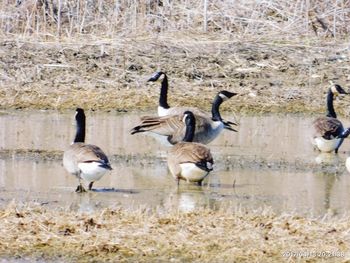 Ducks on lake