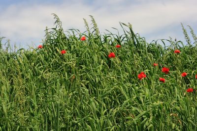 Red poppies growing on field against sky