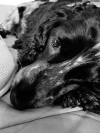 Close-up portrait of dog resting