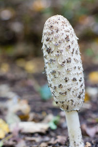 Close-up of mushroom