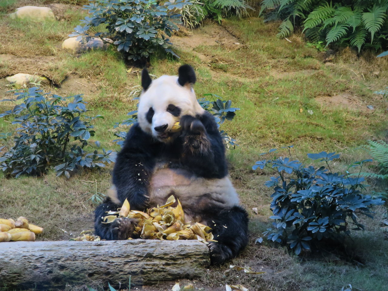 Hungrypanda