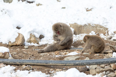 Monkeys on snow covered land