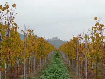 View of vineyard against sky