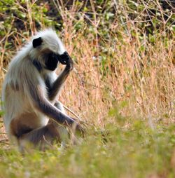 Close-up of monkey sitting on field