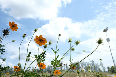 Low angle view of flowering plants against sky