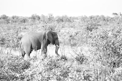 Elephant walking in a field