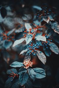 High angle view of maple leaves on plant