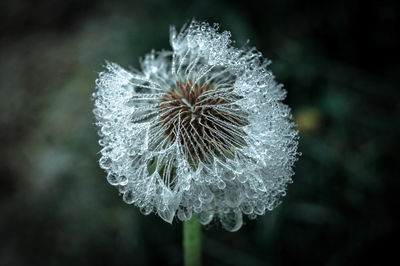 Close-up of dandelion flower