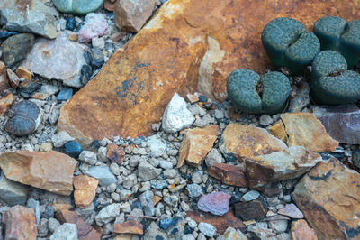 Desert barren backdrop of colourful gravel and rocks with dark green lithops fulviceps cactus