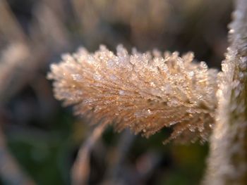 Close-up of snow on plant