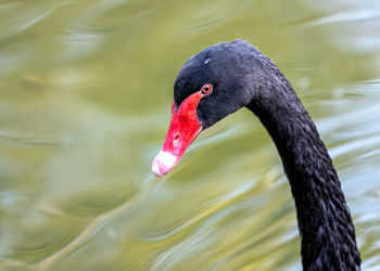 Black swan swimming in lake