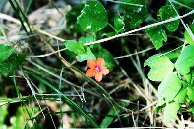 Close-up of flowers growing on plant