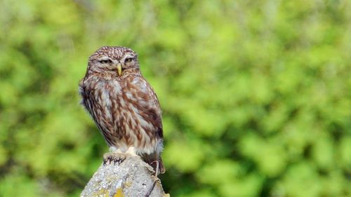 Close-up of bird perching on white background