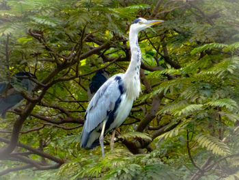 Bird perching on a tree