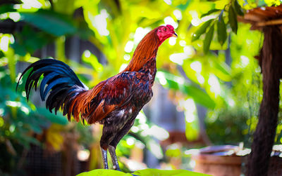 Close-up of a bird
