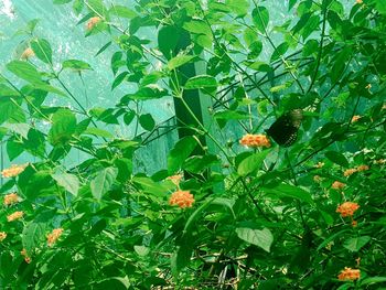View of butterfly on plant